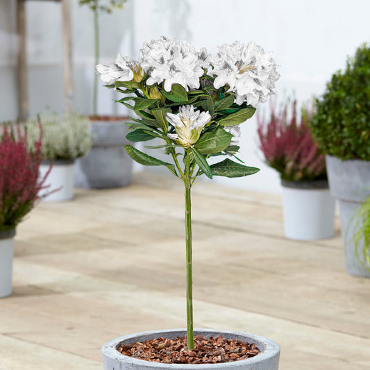 White Rhododendron Lollipop Patio Tree