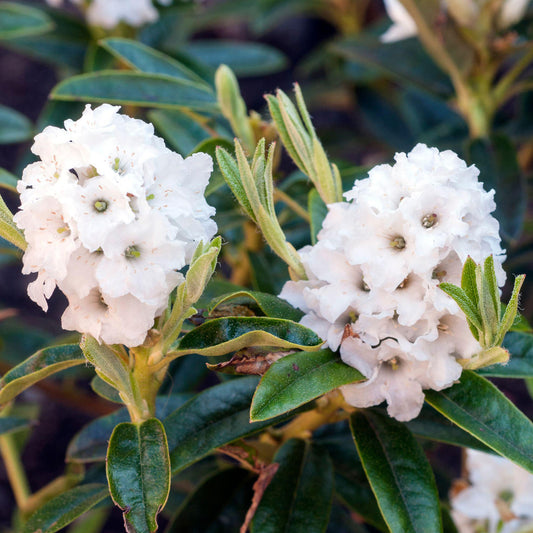 Rhododendron 'Arctic Tern'