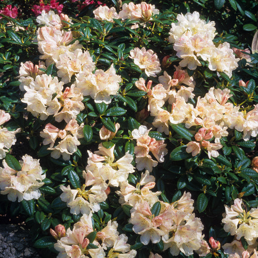 Rhododendron 'Dusty Miller'