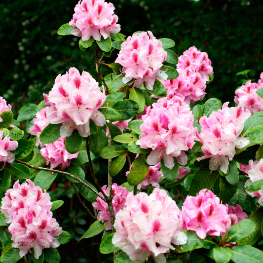 Rhododendron 'Furnivall's Daughter'