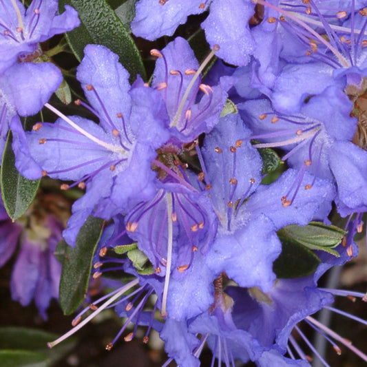 Rhododendron 'Night Sky'