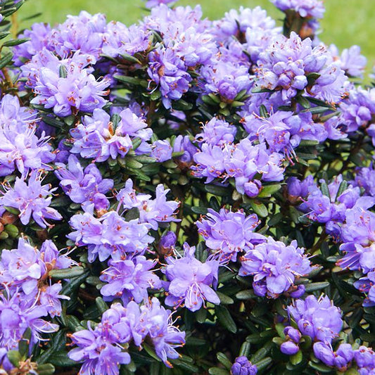 Rhododendron 'Purple Pillow'