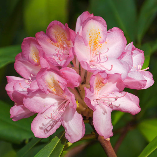 Rhododendron 'Surrey Heath'