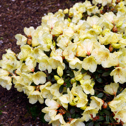 Rhododendron 'Wren'