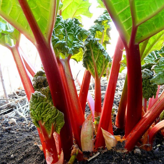 Rhubarb 'Glaskin's Pepetual'