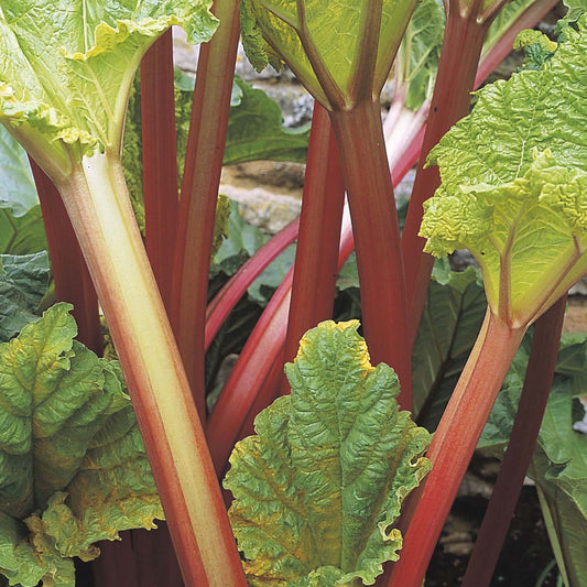 Rhubarb 'Timperley Early'