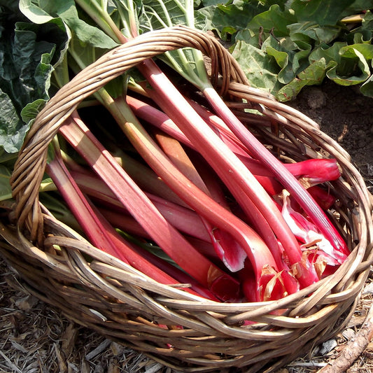 Rhubarb 'Champagne'