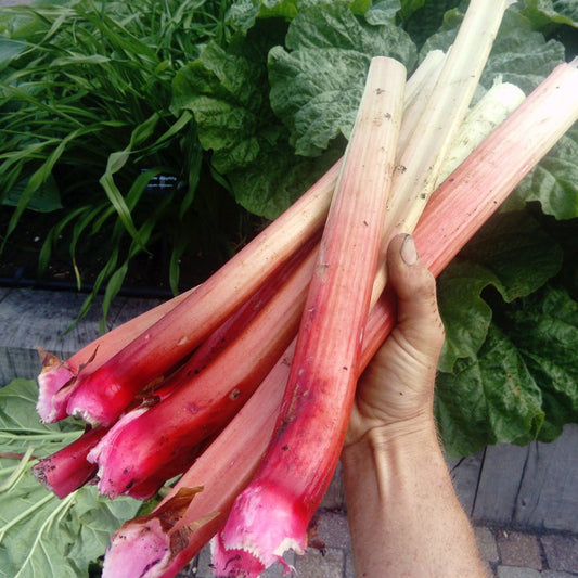 Rhubarb 'Fulton's Strawberry Surprise'