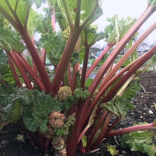 Rhubarb 'Livingstone'