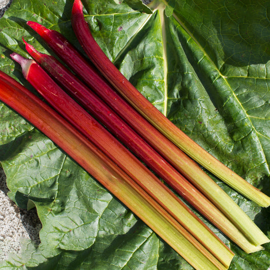 Rhubarb 'Raspberry Red' Bare Root Crowns