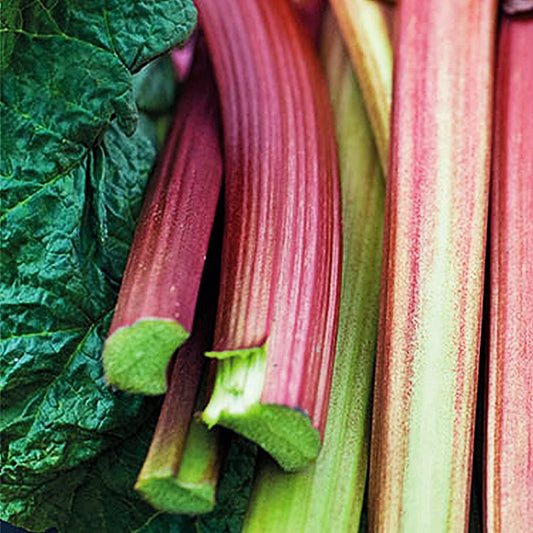 Rhubarb 'Stockbridge Arrow'