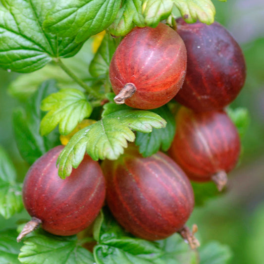 Gooseberry 'Spinefree'