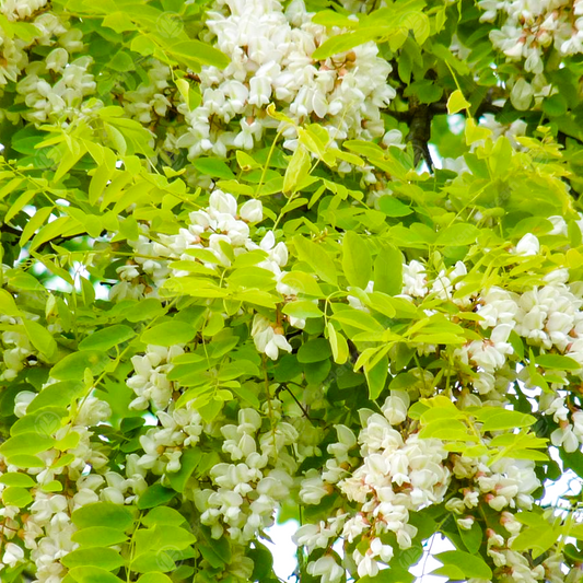 Robinia 'Frisia'