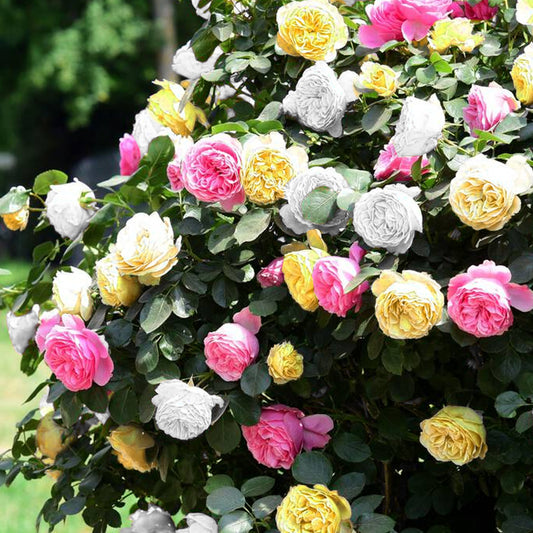 Tricolour Rose Bush