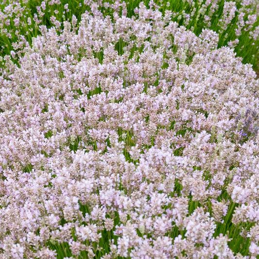 Lavender 'Rosea'