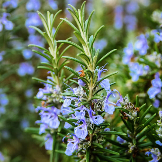 Rosemary Mix