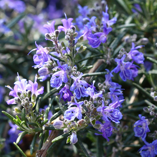 Rosemary 'Blue Lagoon'