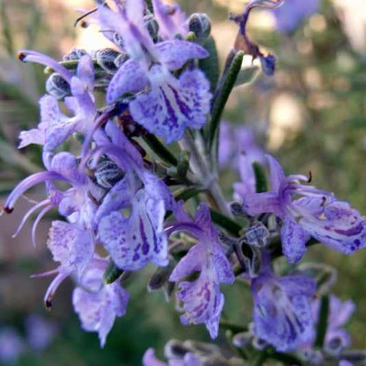 Rosemary 'Fota Blue'