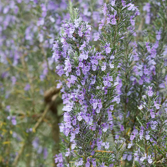 Rosemary 'Green Ginger'