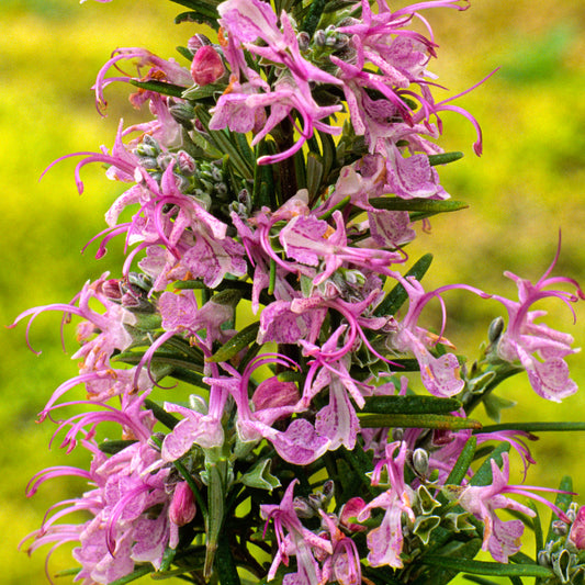 Rosemary 'Roseus'