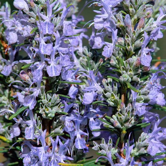 Rosemary 'Whitewater Silver'