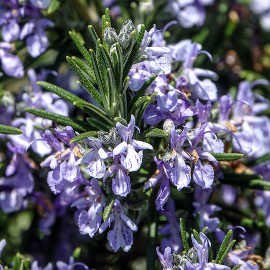 Rosemary 'Sissinghurst Blue'