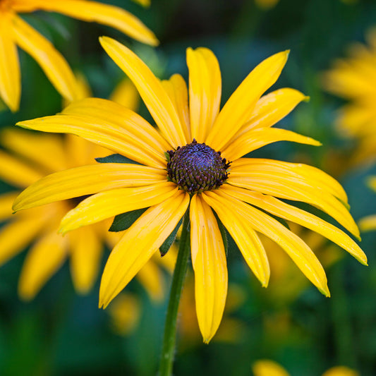 Rudbeckia 'Goldsturm'