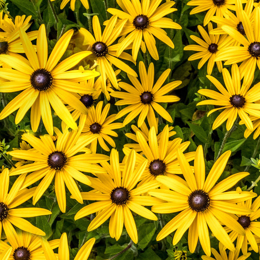 Rudbeckia 'Forever Gold'