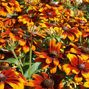 Rudbeckia 'Happy SmileyZ'