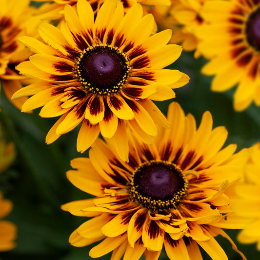 Rudbeckia 'Giggling SmileyZ'