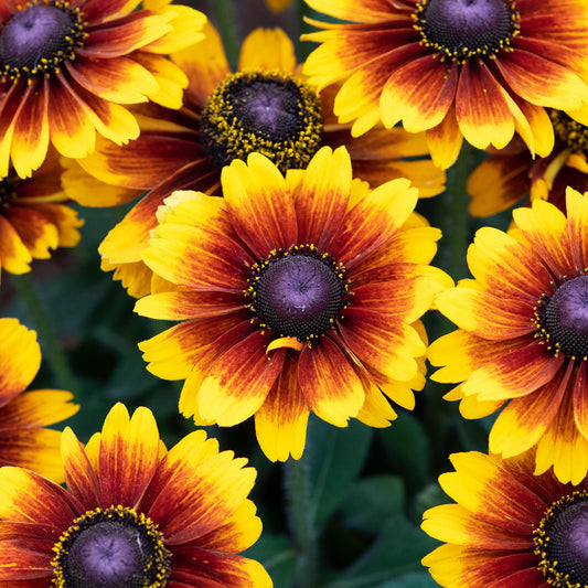 Rudbeckia 'Kissing SmileyZ'