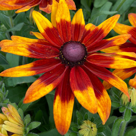 Rudbeckia 'Sunbeckia Mia'