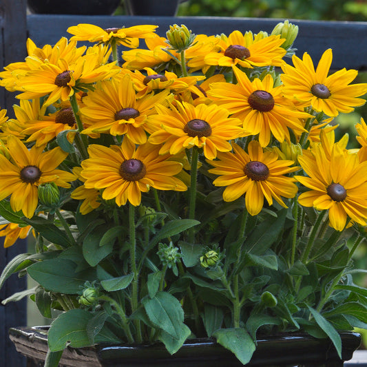 Rudbeckia 'Sunbeckia Victoria'