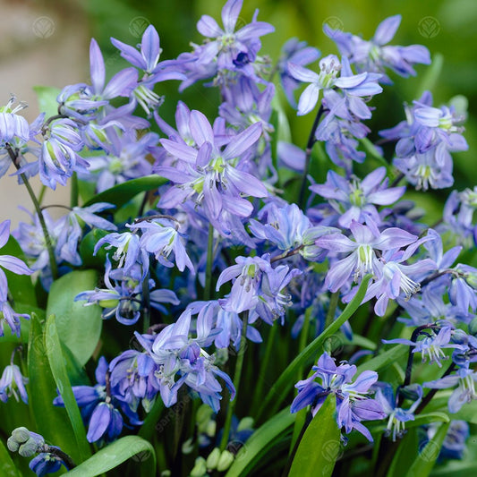 Scilla siberica