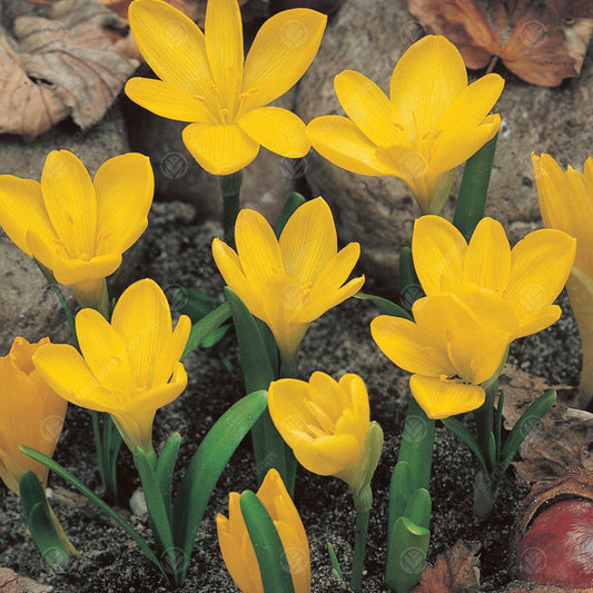 Crocus Sternbergia Lutea