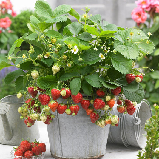 Bare Root Strawberry 'Sweetheart'