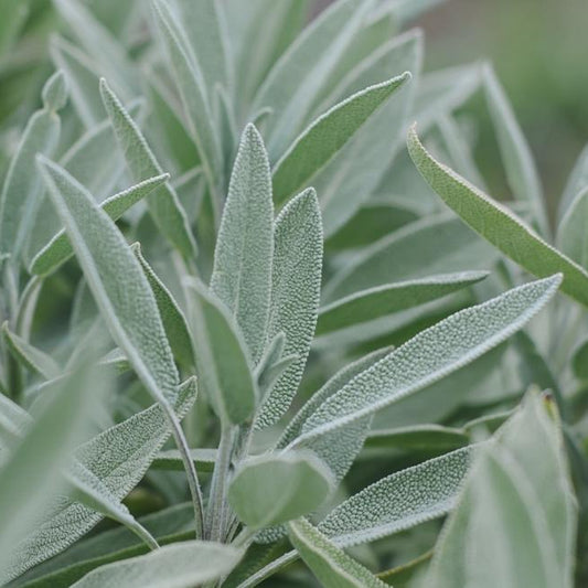 Salvia officinalis