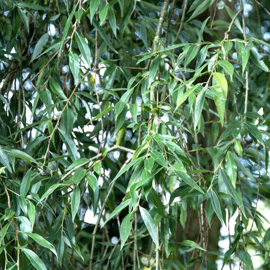 White Willow Bare Root Hedge