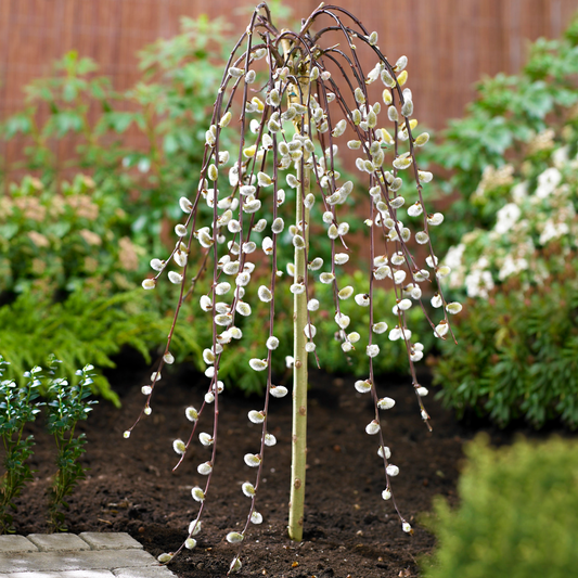 Salix 'Kilmarnock' Patio Tree