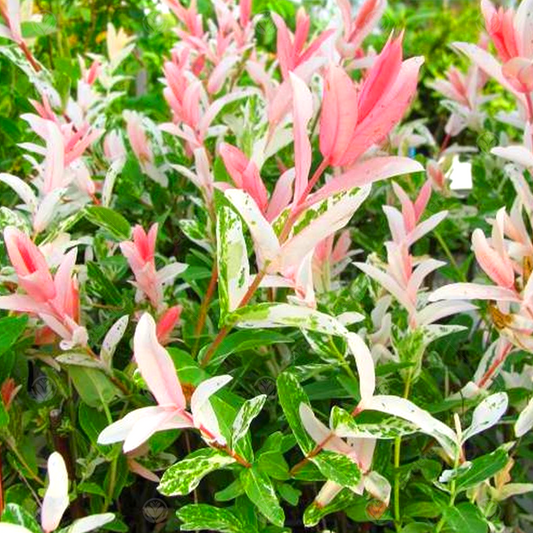 Salix 'Hakuro-Nishiki' Patio Tree