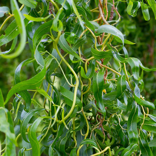 Salix 'Erythroflexuosa'