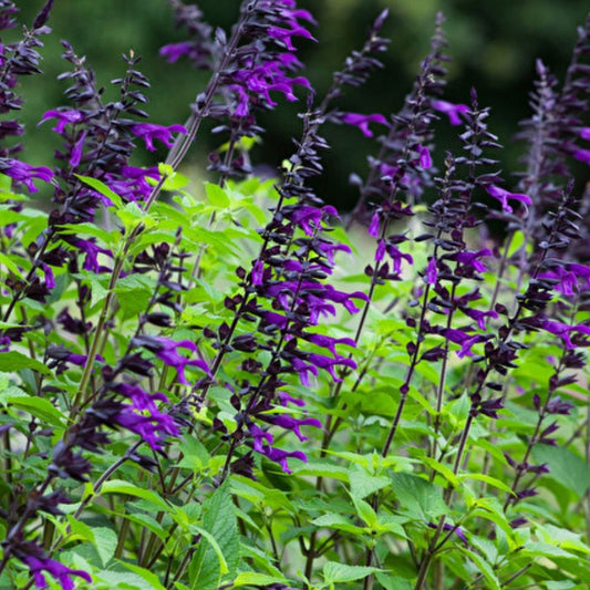 Salvia 'Amistad'