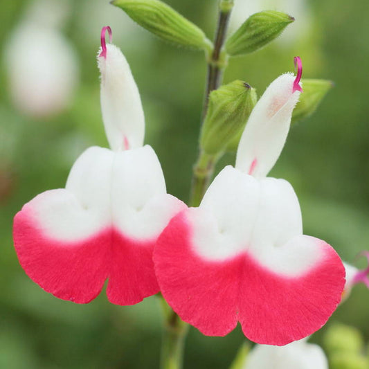 Salvia 'Cherry Lips'