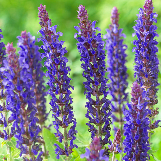 Salvia 'East Friesland'