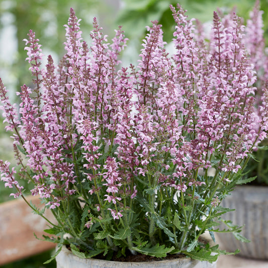 Salvia 'Feathers Flamingo'