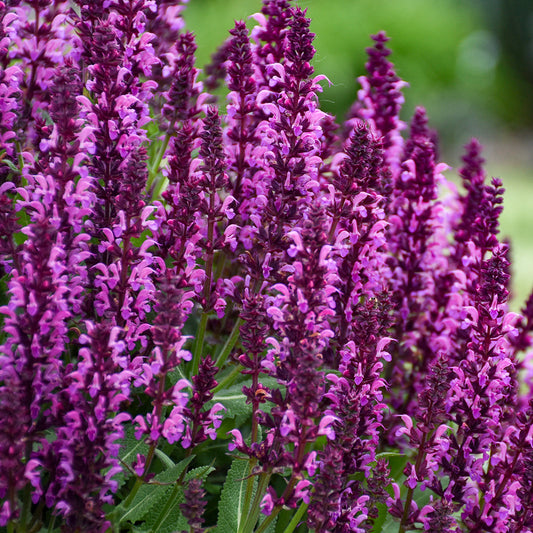 Salvia 'Bumbleberry'