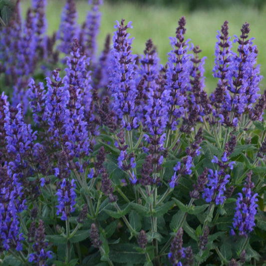 Salvia 'Bumbleblue'