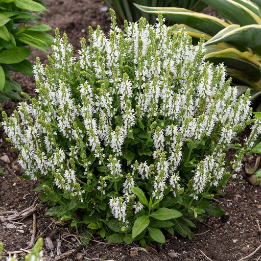 Salvia 'Bumblesnow'