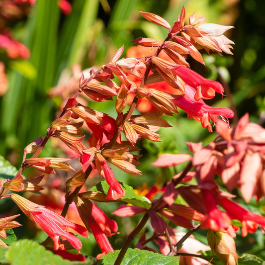 Salvia 'Ember's Wish'