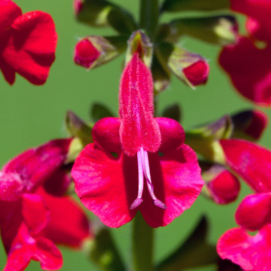 Salvia 'Hopley's Ruby Star'